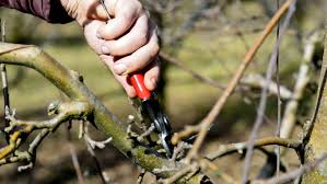 If it's not green underneath, it's dead and should be removed. Ask An Arborist What Are The Rules Of Pruning