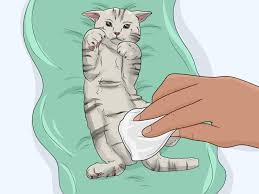 Kittens need a kitten milk replacement specifically formulated to contain the proper balance of proteins and nutrients they need to you can mix up an emergency formula to feed the little ones for a short period. 3 Easy Ways To Make Emergency Kitten Food Wikihow