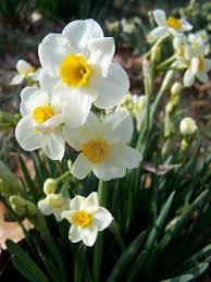 Floriculture is one of the most practiced businesses in the world. Oh How I Love Daffodils Most Popular Flowers Spring Flowers Popular Flowers