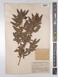 Image result for Searsia gueinzii