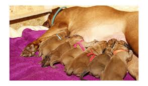 Some are outlined with the pups positions to … Pregnant Dog Online Shopping