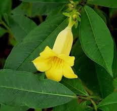 Image result for Allamanda schottii