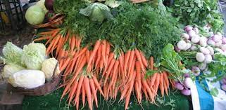 Petit tour du monde de ces végétaux bons à manger qui n'ont des légumes insoupçonnés. Semis Et Plantations D Aout Au Potager