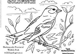 Dibujo Para Colorear Jilguero Amarillo Img 6009 Malvorlagen Dompfaff Ausmalen