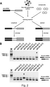 We did not find results for: Identification Of Small Molecule Inhibitors Of Pre Mrna Splicing Journal Of Biological Chemistry