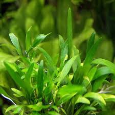 Криптокорина невилля (cryptocoryne nevillii или cryptocoryne willisii). Cryptocoryne Parva Aquarium Plant Arizona Aquatic Gardens