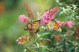 Butterfly Bush Buddleia Davidii Mount Auburn Cemetery