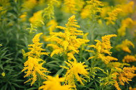 They are versatile, have a long bloom time, and make excellent cut flowers. 25 Yellow Flowers For Gardens Perennials Annuals With Yellow Blossoms