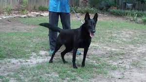 You will notice the tips of their hair are black giving them a dark appearance. Largest Female Belgian Malinois Youtube
