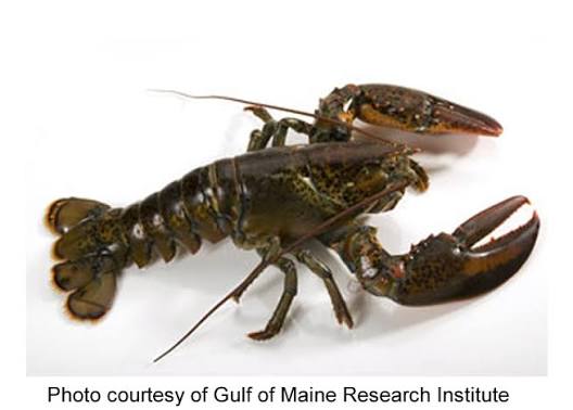 Lobster | Maine Secretary of State Kids' Page