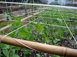 Maybe you would like to learn more about one of these? Garden Trellis Netting Professional Expert Of Trellis Gardening