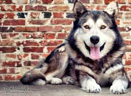 Is an alaskan malamute/husky mix a good first dog? Die 33 Besten Ideen Zu Alaskan Malamute Hunde Husky Arbeitshunde