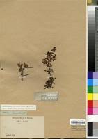 Image result for Putterlickia verrucosa