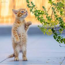 Kedi Seven Birini Etiketleyin By 10catsplus Cat Cats Catstagram Instagood Kitten Kitty Kittens Pet Pet Cats Pretty Cats Kittens Cutest