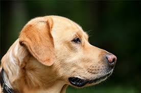 Is permitted to exclude a dog, including a trained, certified service dog, if the presence of the animal poses a how severe is your disability? may i have permission to see your medical records? a landlord is permitted to refuse accommodation for a service animal based on breed if allowing the. Service Dogs