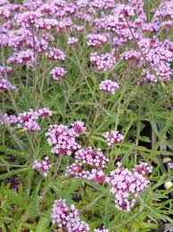 Genus verbena can be annuals details 'lollipop' is a dwarf cultivar with a height and spread of 60cm. Verbena Bonariensis Lollipop Eisenkraut Gunstig Kaufen