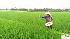 Chăm sóc lúa mùa giai đoạn làm đòng - Báo Nam Định điện tử
