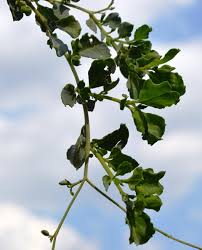 Image result for Corbichonia decumbens