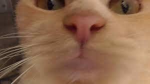 Miky The Cat Kissing Camera Youtube