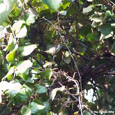 Image result for Agelanthus sp. aff. A. brunneus