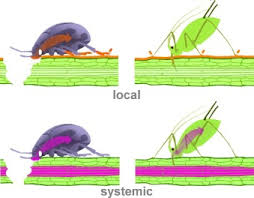 Middle french peste, from latin pestis date: Impacts Of Sublethal Insecticide Exposure On Insects Facts And Knowledge Gaps Sciencedirect