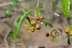 Image result for Croton dichogamus