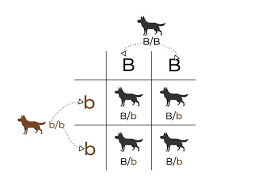 Looking for آخرین مدل آیفون. Vererbung Der Fellfarben Beim Hund Erbchancen Und Punnett Quadrate Hundefunde