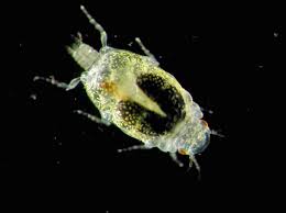 Image result for Gnidia inconspicua