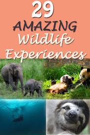 29 Epic Wildlife Experiences For Travelers Best Animal Experiences Encounters Wildlife Tripper Animal Experiences Wildlife Travel Malaysia Travel