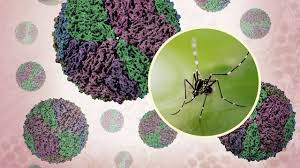 Image result for Dengue