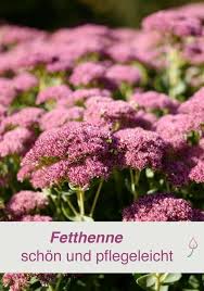 Purpur Fetthenne Blutentraum Im Herbst Garten Pflanzen Garten
