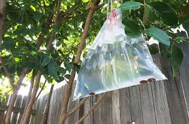Ever Seen Bags Of Water Hang From A Porch Here S What That Means Get Rid Of Flies Mosquito Keep Flies Away