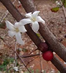 Image result for Feretia