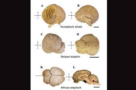 Difference between human and animal brain. Brains Brains Brains Evolution Of The Human And Mammalian Brain Science Over A Cuppa
