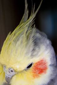 Yellow Bird With Red Cheeks Pin On Cockatiel