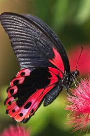 Butterfly pictures butterfly flowers beautiful butterflies cute butterfly beautiful creatures animals beautiful pink the cute butterfly charm has sparkly rhinestones and is delicate for a subtle look. Free Download Cute Butterflies Pictures Download Beautiful Butterflies 500x750 For Your Desktop Mobile Tablet Explore 75 Cute Butterfly Backgrounds Cute Butterfly Wallpapers Cute Butterfly Wallpaper Background Cute Butterfly