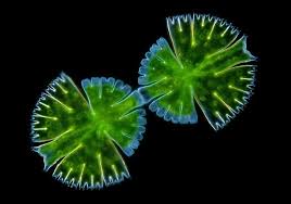 Image result for Micractis