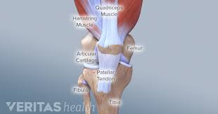The peroneus longus originates at the head of your fibula and the upper half of the shaft of your fibula on the outer part of your lower leg. Guide To Knee Joint Anatomy