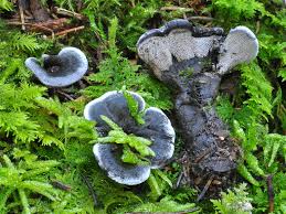 Image result for Phellodon niger