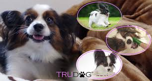 Ultimate Guide To Caring For My Papillon Trudog