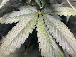 We want to point out that most of the problems people have like, yellow leaves, brown spots and curly leaves are because of a deficiency of nutrients. Small Yellow Dots On Some Leaves Day 64 Autoflower Please Help Identify Plants Looks Healthy Otherwise Autoflowers