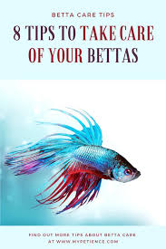 How To Take Care Of Betta Fish As A Beginner In 2020 Betta Fish Betta Siamese Fighting Fish