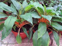 Image result for Chlorophytum Amaniense