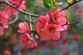 One look at 'texas scarlet' flowering quince in bloom and most gardeners are sold! Gardening 101 Flowering Quince Gardenista