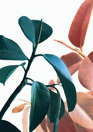 Plant Prints Printable Wall Art Botanical Art Tropical Etsy Nature Art Prints Printable Wall Art Plant Print