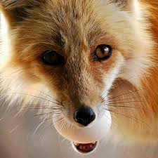 Zorro Robando Un Huevo Red Fox Fantastic Fox Fox