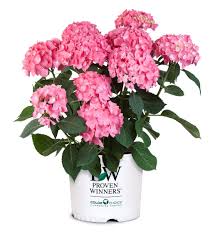 The let's dance hydrangea series represents the next generation of reblooming hydrangea with its improved vivid flower colaration and attractive foliage. Let S Dance Rave Reblooming Hydrangea Hydrangea Macrophylla Reblooming Hydrangeas Hydrangea Hydrangea Macrophylla