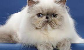 Membedakan persia peaknose dan flatnose juga bermanfaat ketika kita ingin membeli kucing. Bahas Lengkap Kucing Persia Flatnose Gambar Dan Harganya