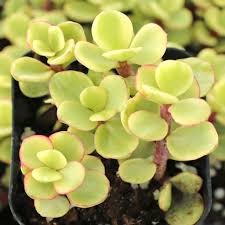 Image result for Aframomum wuerthii