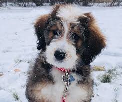 This process gives the bernedoodle the best traits of each breed, making it one of the most desired dogs. The 2021 Bernedoodle Review Ultimate Breed Guide